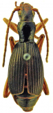 Pheropsophus (Stenaptinus) similis Fedorenko, 2013
