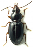 Philipis cf. lawrencei Baehr, 2007
