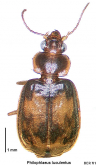 Philophlaeus luculentus (Newman, 1842)