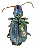 Philophuga viridis amoena (Leconte, 1848)