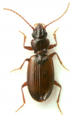 Phrypeus rickseckeri (Hayward, 1897)