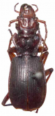 Physocrotaphus ceylonicus Parry, 1849