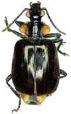 Physodera noctiluca Mohnike 1875