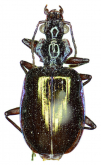Physodera davidis Fairmaire 1887