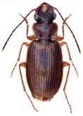 Physolaesthus caviceps (Andrewes, 1936)