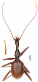 Pilosaphaenops qianzhii Huang, Tian & Faille, 2020