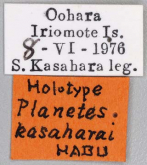 Planetes (Planetes) kasaharai Habu, 1978: 75 (Label)