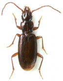 Platidiolus vandykei Kurnakov, 1960
