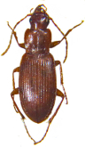 Platyderus (Eremoderus) narlicaensis Machard, 2025