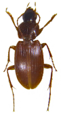 Platyderus (Platyderus) gracilis Machard, 2025