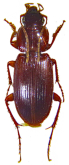 Platyderus (Platyderus) tauricus Machard, 2025