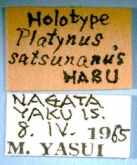 Platynus (Batenus) satsunanus Habu, 1974