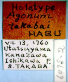 Platynus (Batenus) takabai (Habu, 1962)