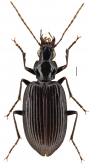 Platynus (Platynus) macropterus (Chaudoir, 1879)