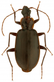 Platynus (Platynus) parmarginatus Hamilton, 1893