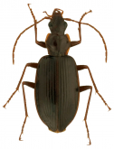 Platynus (Platynus) tenuicollis (Leconte, 1848)