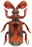 Platyrhopalus (Platyrhopalus) davidis Fairmaire, 1886