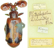 Platyrhopalus (Platyrhopalus) davidis Fairmaire, 1886