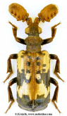 Platyrhopalus irregularis Ritsema, 1880