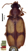Plochionus (Menidius) rufocruciatus Maindron, 1906