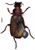 Plochionus (Plochionus) pallens (Fabricius, 1775)