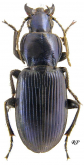 Poecilus (Ancholeus) crenuliger Chaudoir, 1876