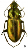 Poecilus (Ancholeus) nitens Chaudoir, 1850