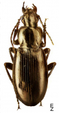 Poecilus (Derus) hanhaicus (Tschitscherine, 1894)