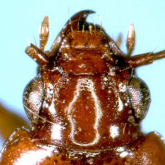 Pogonistes chinensis Habu, 1986