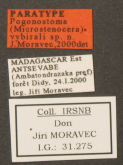 Pogonostoma (Microstenocera) vybirali J.Moravec, 2000