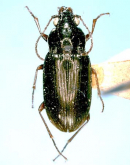 Pogonus (Pogonus) itoshimaensis Habu, 1954