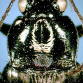 Pogonus (Pogonus) itoshimaensis Habu, 1954