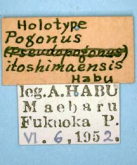 Pogonus (Pogonus) itoshimaensis Habu, 1954 (Label)