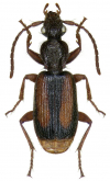 Polistichus connexus (Geoffroy, 1785)