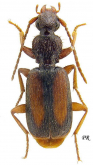 Polistichus connexus (Geoffroy, 1785)