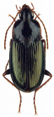 Pristosia amaroides (Putzeys, 1877)