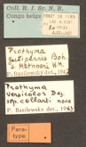 Prothyma (Prothyma) concinna collarti Basilewsky, 1963