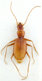Pseudanophthalmus ciliaris orlindae Barr, 1959