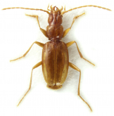 Pseudanophthalmus engelhardti (Barber, 1928)