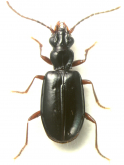 Pseudocnides (Pseudocnides) rugosifrons (Jeannel, 1920)