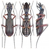 Pseudocollyris shooki Bi & Wiesner, 2021