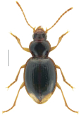 Pseudoopterus latipennis (Broun, 1903)