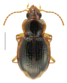 Pseudoopterus otiraensis Larochelle & Larivière, 2017