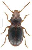 Pseudoopterus plicaticollis (Blanchard, 1843)