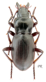 Pseudotaphoxenus pseudocollaris Casale, 1988: 293