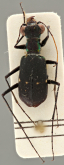 Cicindela (Pseudoverticina) antennalis Cassola, 2011