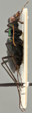 Cicindela (Pseudoverticina) antennalis Cassola, 2011