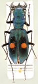 Pseudoxycheila nitidicollis Cassola, 1997