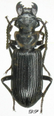 Pseudozaena orientalis Klug, 1834