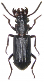 Pseudozaena tricostata opaca (Chaudoir, 1868)